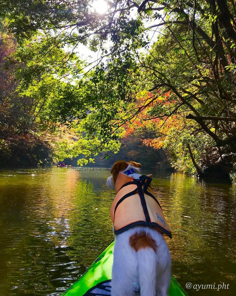 犬とカヤック